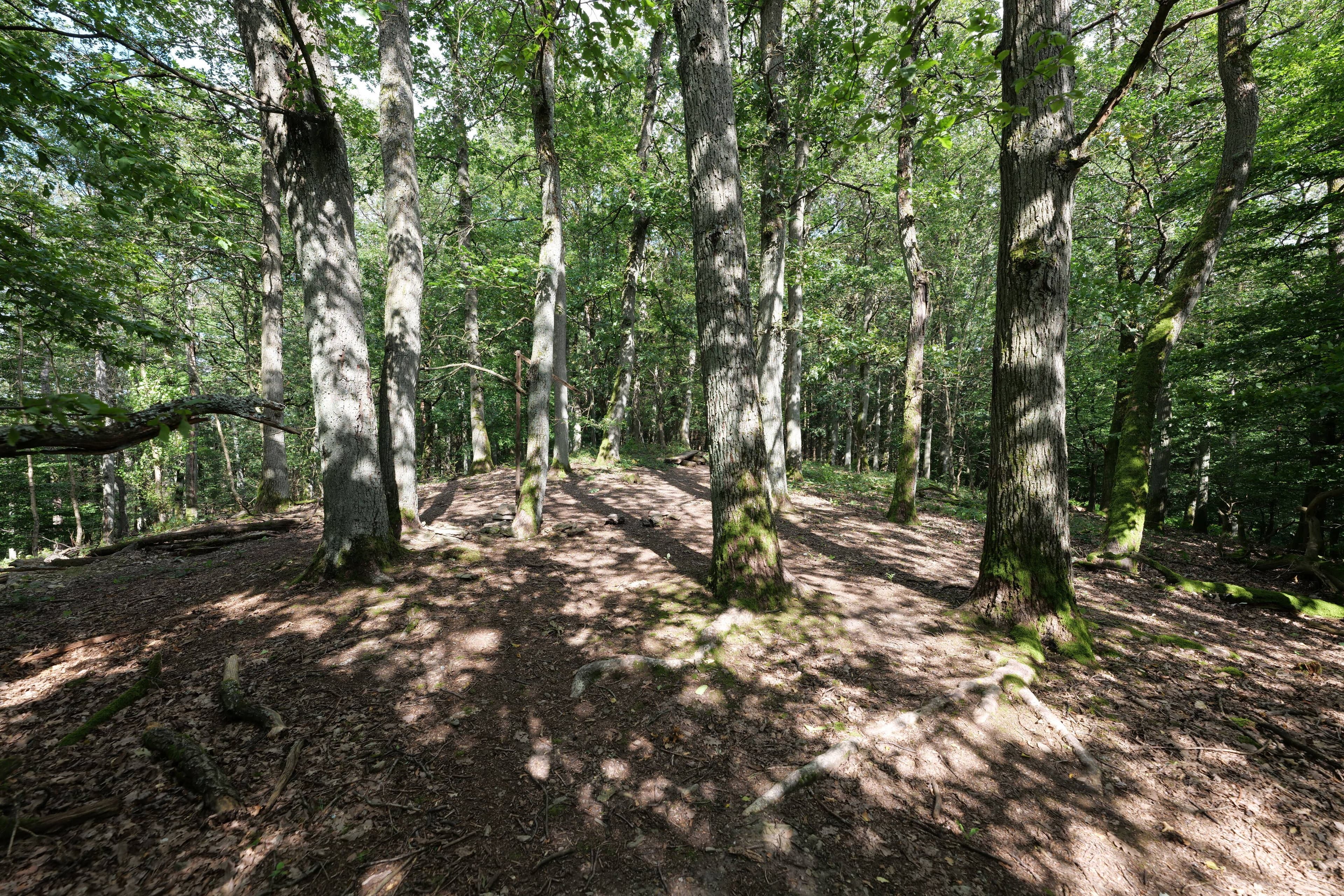 Wald